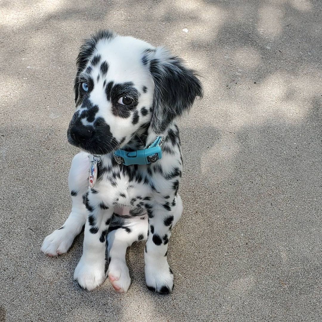 Bella Female Bella (Hembra) - Imagen 1