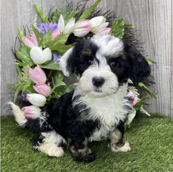 Benji Male (1) Benji (Macho) - Imagen 1