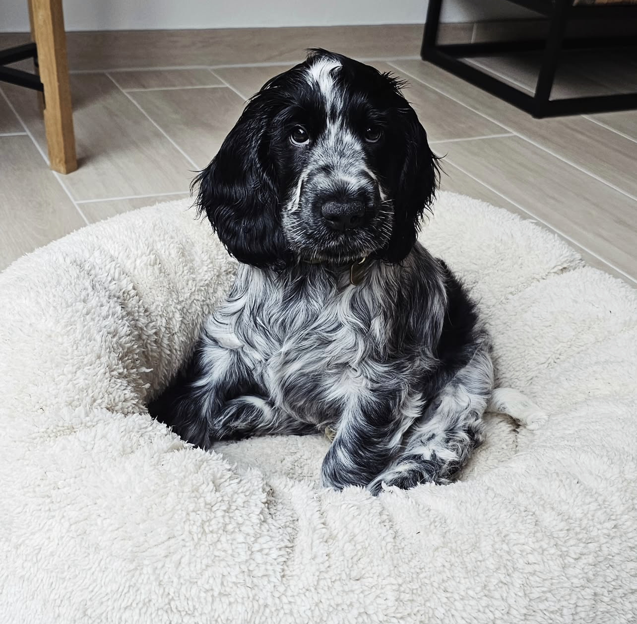 Billie Male Billie (Macho) - Imagen 1