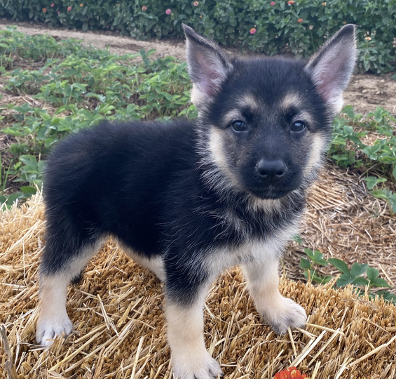 Bonni Female (1) Bonnie (Hembra) - Imagen 1