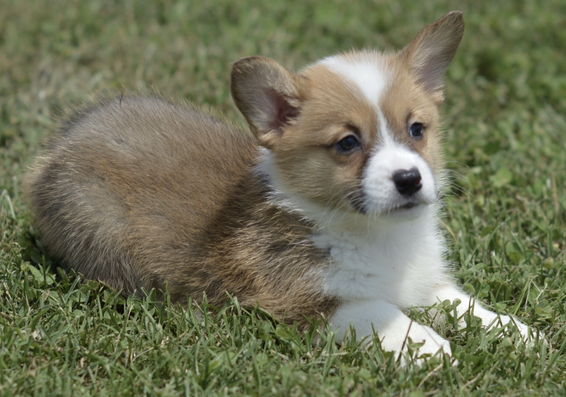 Bruce Male (1) Bruce (Macho) - Imagen 1