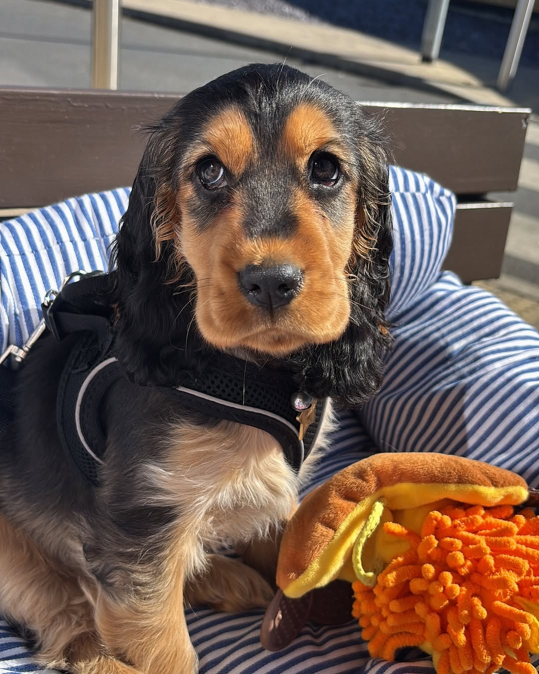 CHINO. Male CHINO (Macho) - Imagen 1