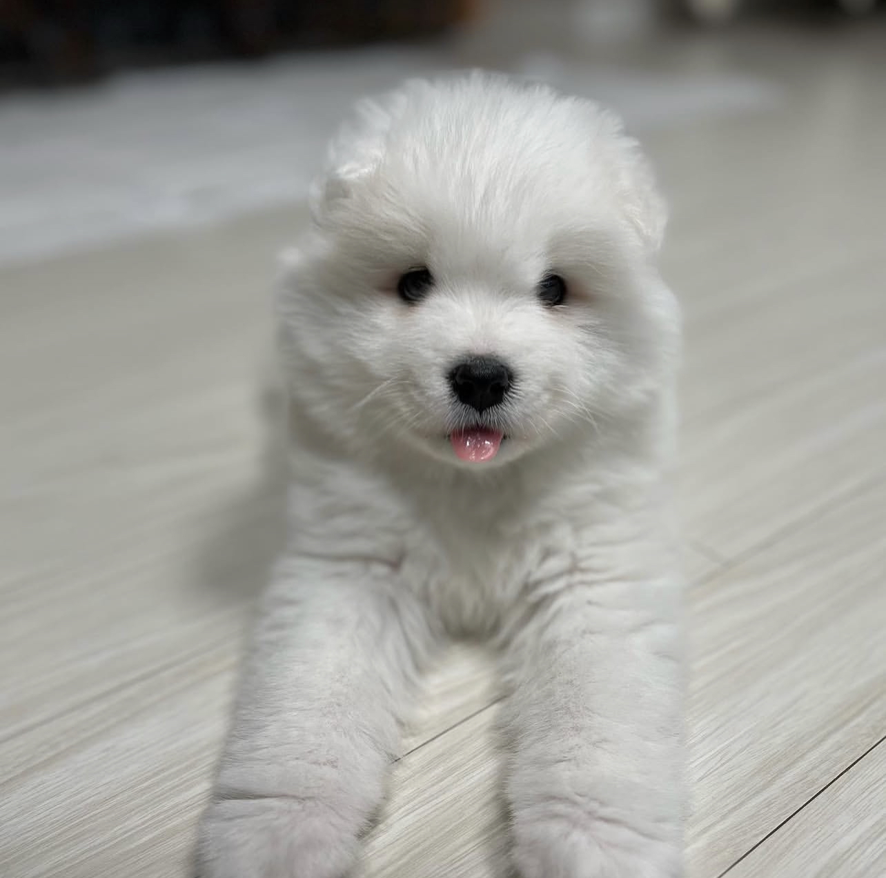 Carlos Male Carlos (Macho) - Imagen 1