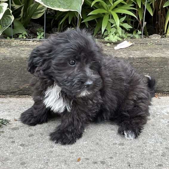 Carter Male (1) Carter (Macho) - Imagen 1