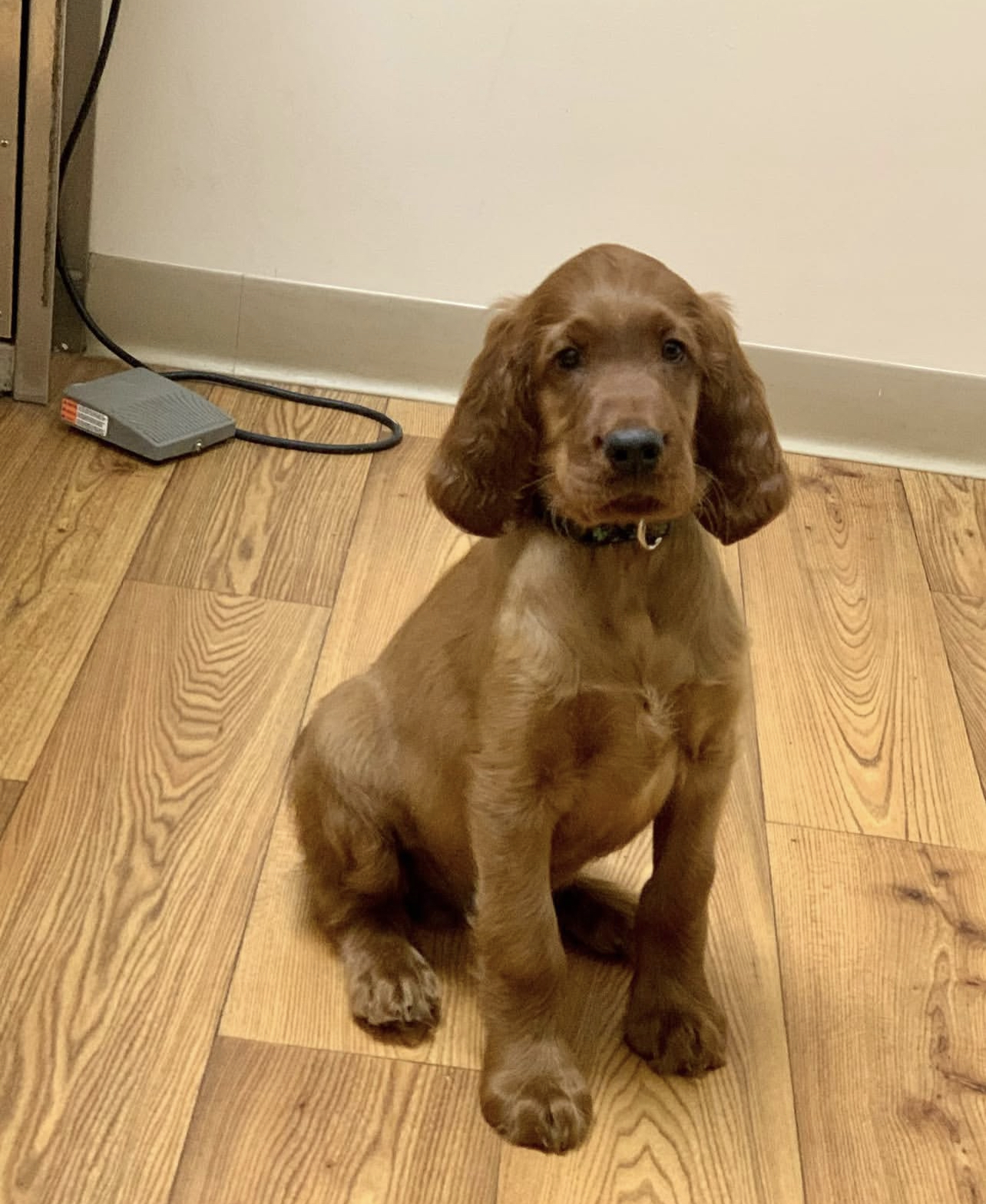 Chispa Male Chispa (Macho) - Imagen 1