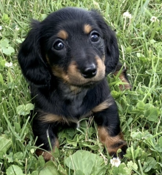 Daisy Female (1) Daisy (Hembra) - Imagen 1