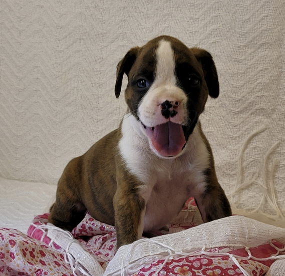 Dani Female (1) Dani (Hembra) - Imagen 1