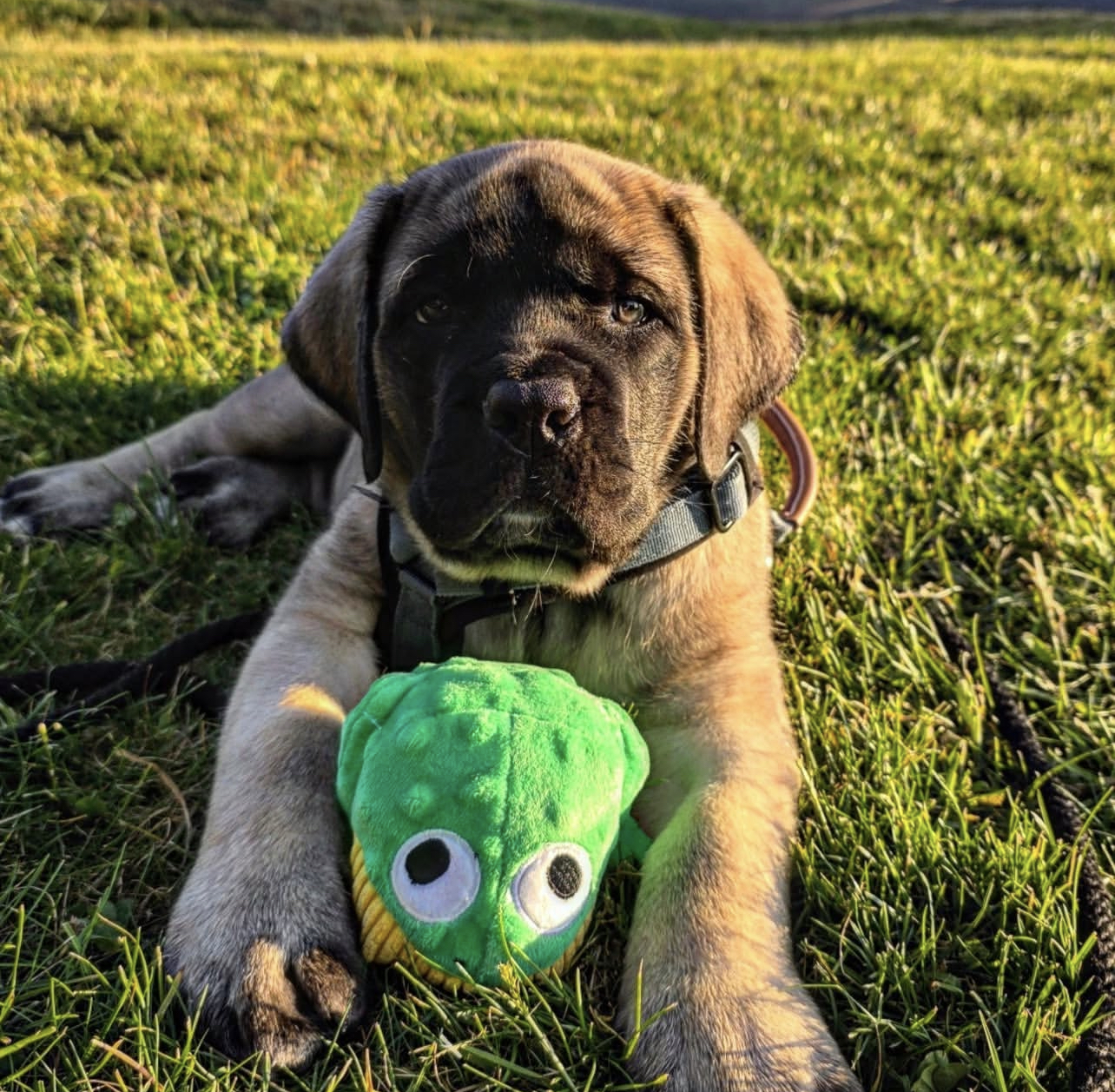 Enzo Male Enzo ( Macho ) - Imagen 1