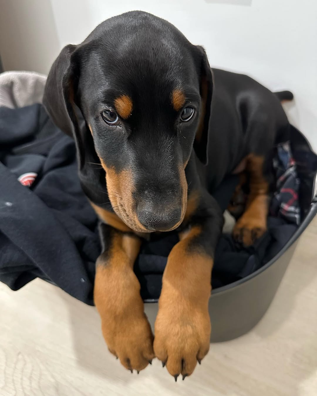 Estrella Female Estrella (Hembra) - Imagen 1