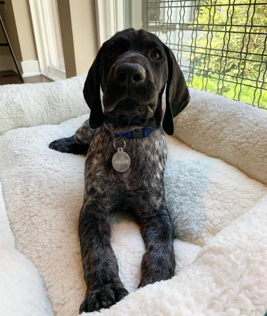 Frankie Male Frankie (Macho) - Imagen 1