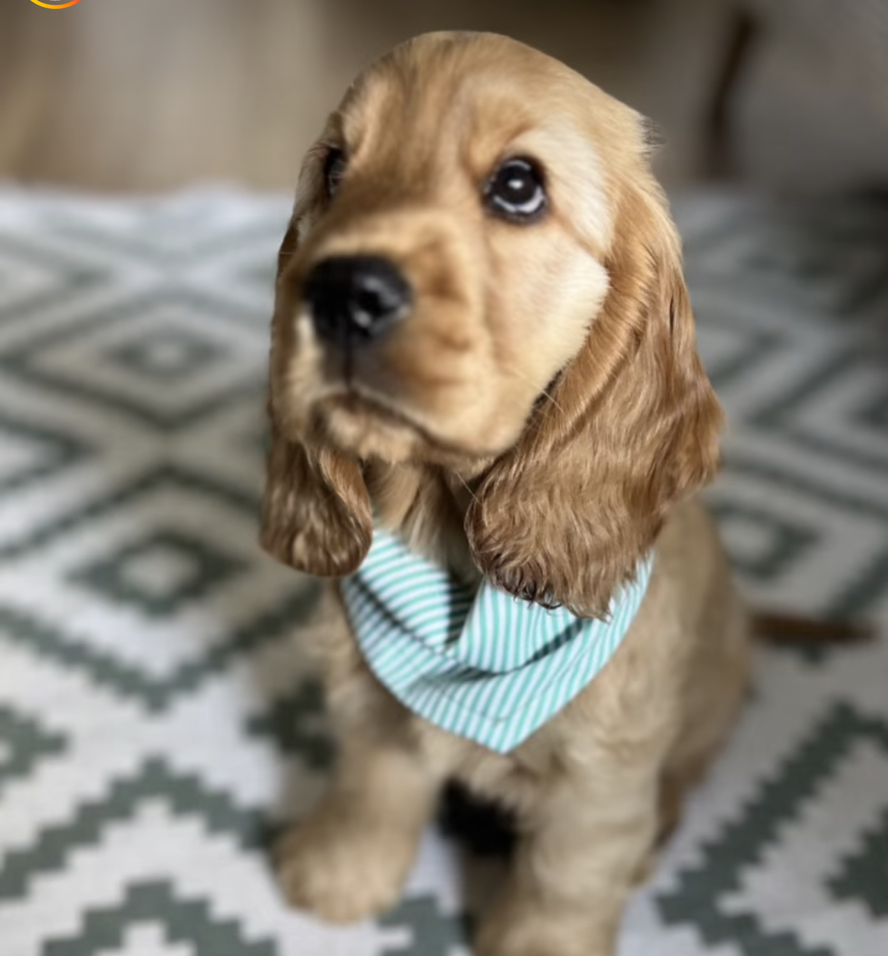 Gabi. Female . Gabi (Hembra) - Imagen 1