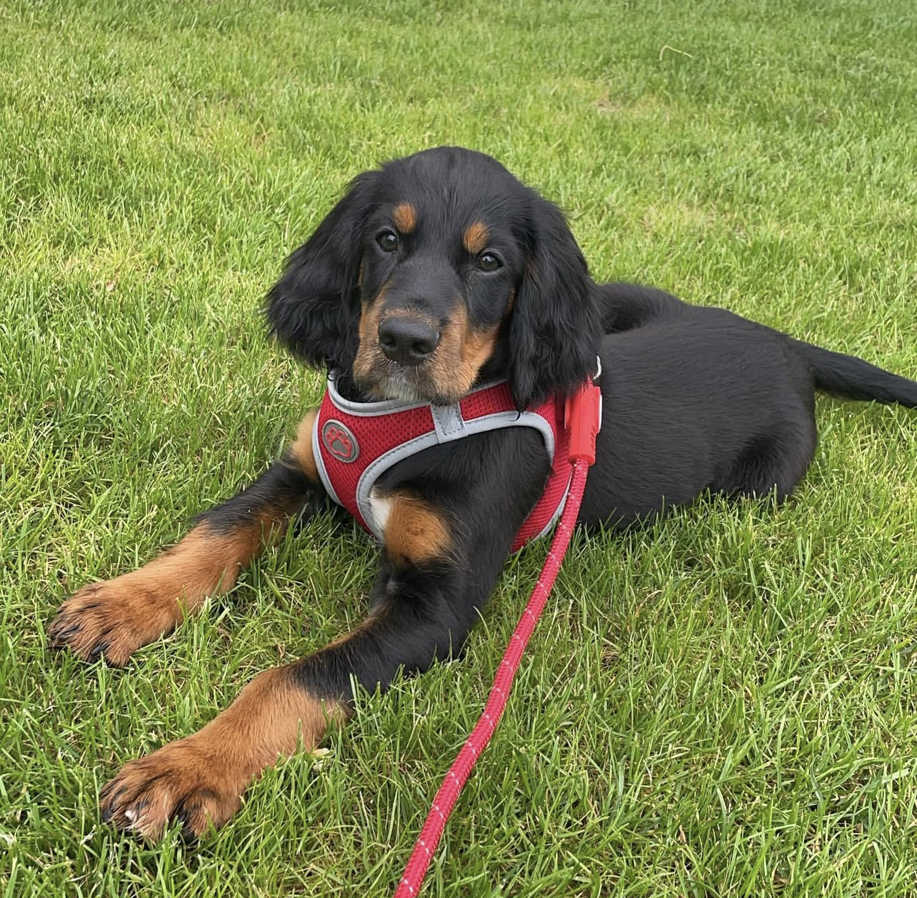 Gina Female Gina (Hembra) - Imagen 1