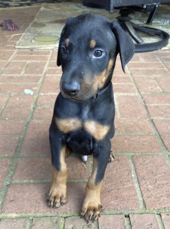 Glock Male (4) Glock (Macho) - Imagen 1