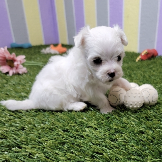 Jewel Female (1) Jewel (Hembra) - Imagen 1