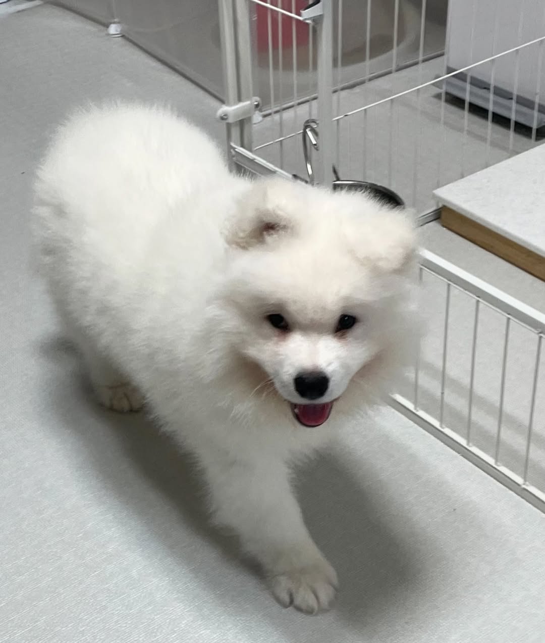 Jorge Male Jorge (Macho) - Imagen 1