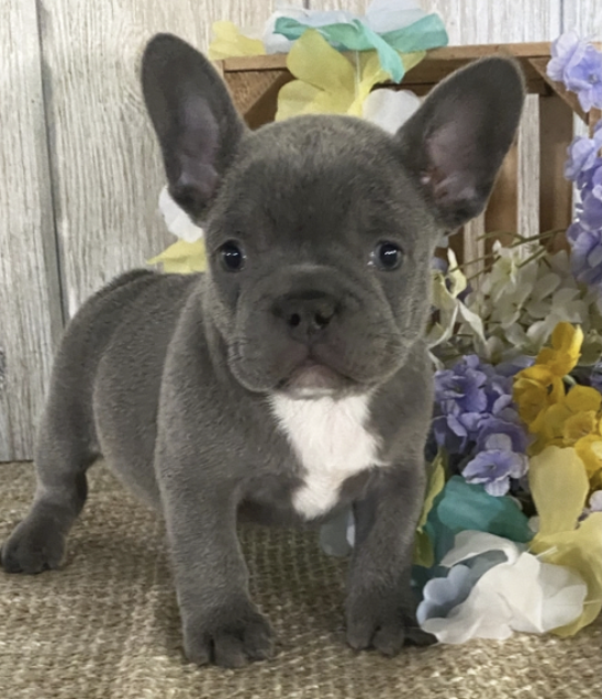 Kane Male (1) Kane (Macho) - Imagen 1