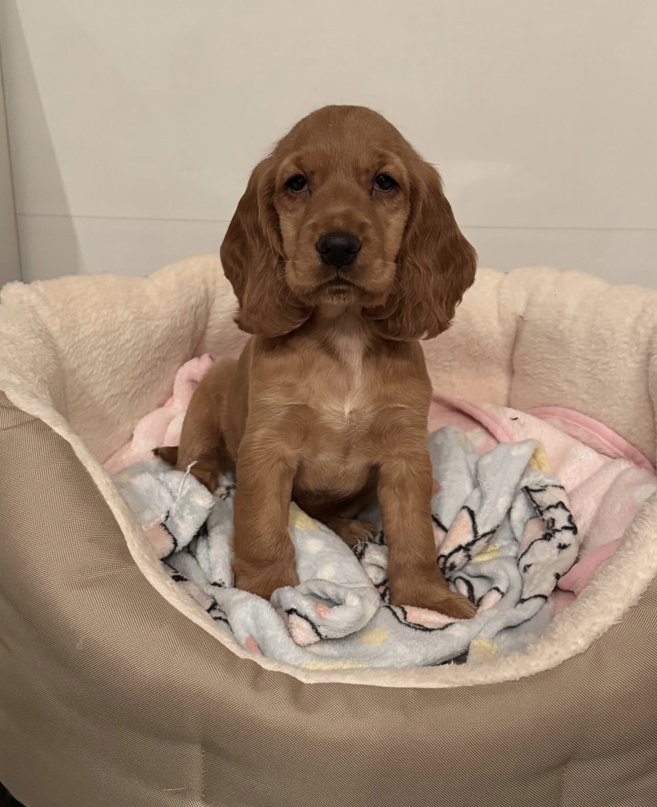 Karina Female Karina (Hembra) - Imagen 1