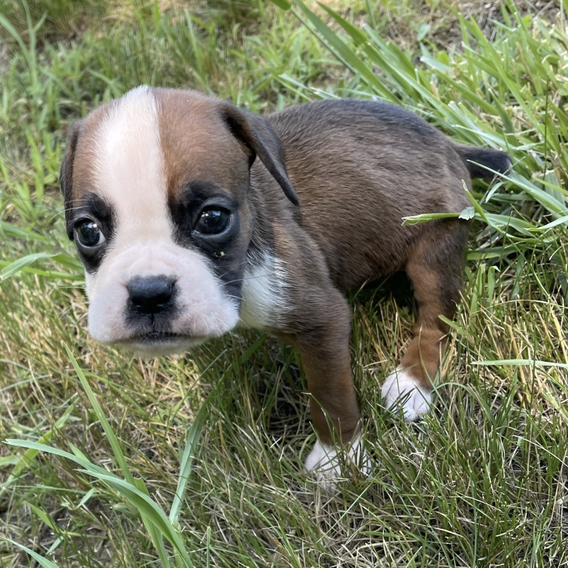 Kate Female (4) Kate (Hembra) - Imagen 1