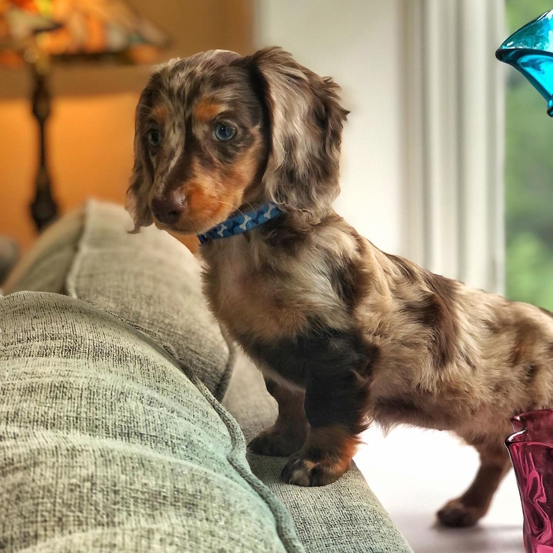 Kiara Female kiara (Hembra) - Imagen 1