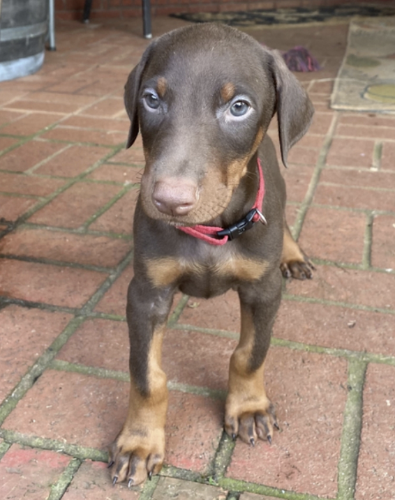 Kilo Male (4) Kilo (Macho) - Imagen 1