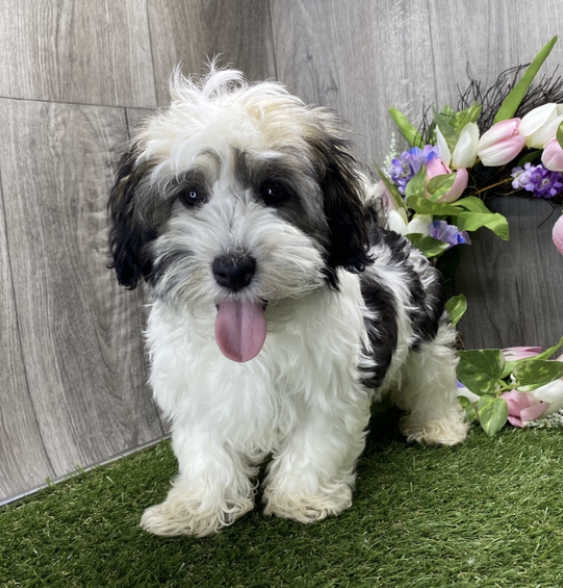 Kip Male (1) Kip (Macho) - Imagen 1