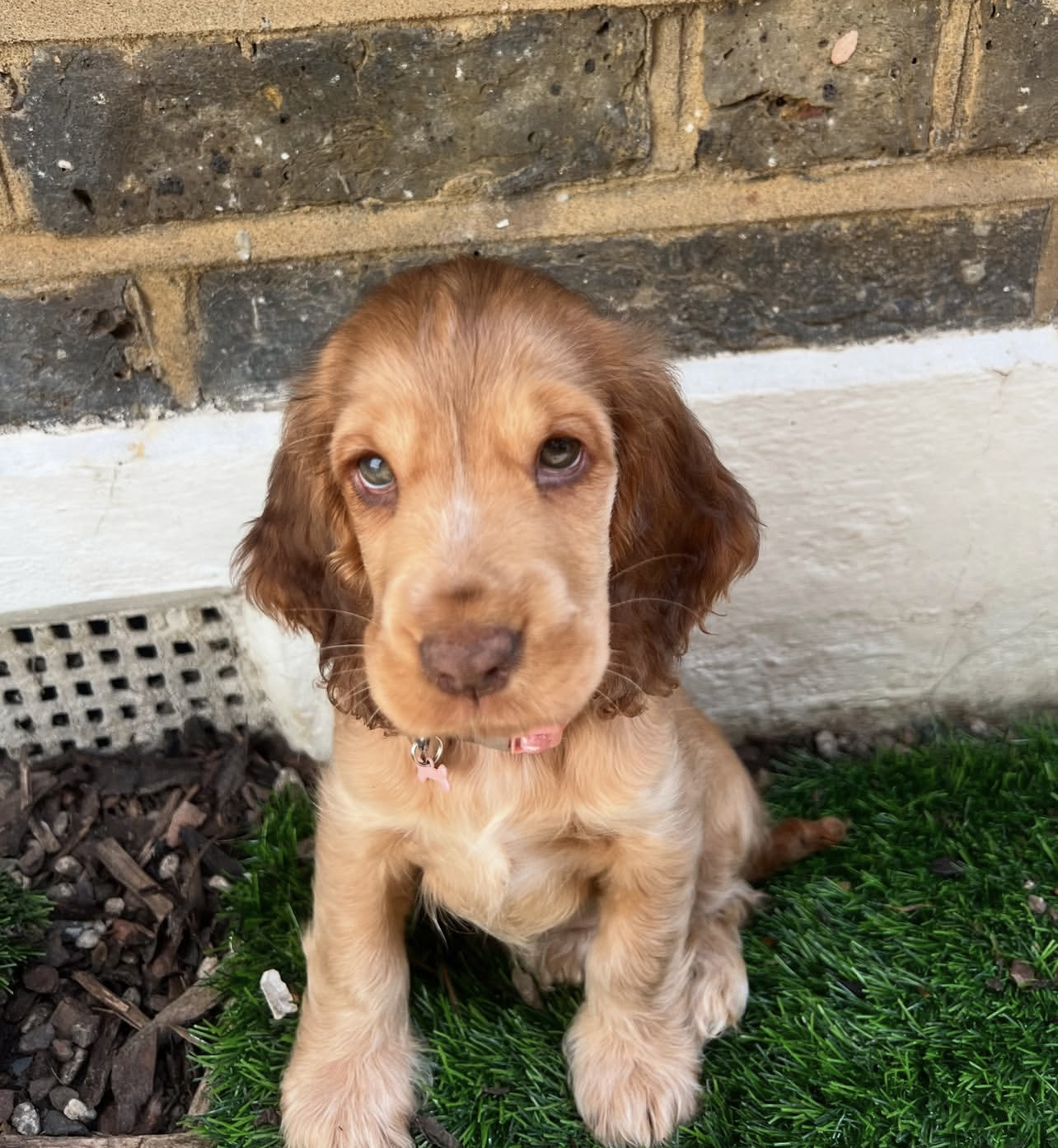 LOLA. Female LOLA (Hembra) - Imagen 1