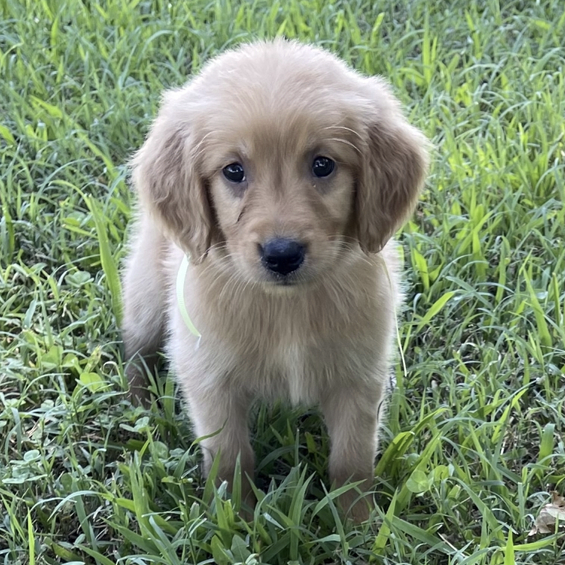 Lauren Female (1) Lauren (Hembra) - Imagen 1