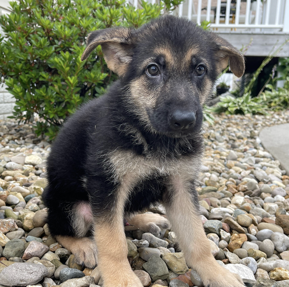 Les Male (2) Les (Macho) - Imagen 1