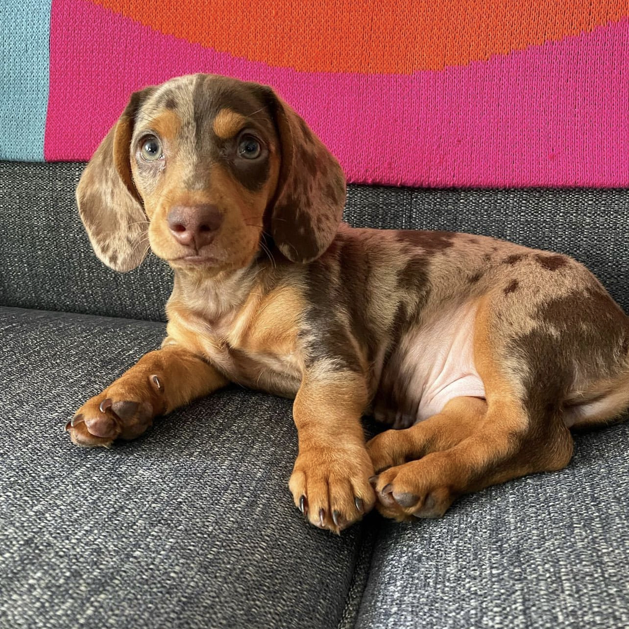 Lola Female Lola (Hembra) - Imagen 1