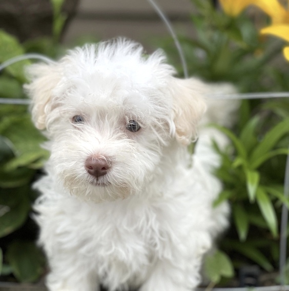 Marley Female (3) Marley (Hembra) - Imagen 1