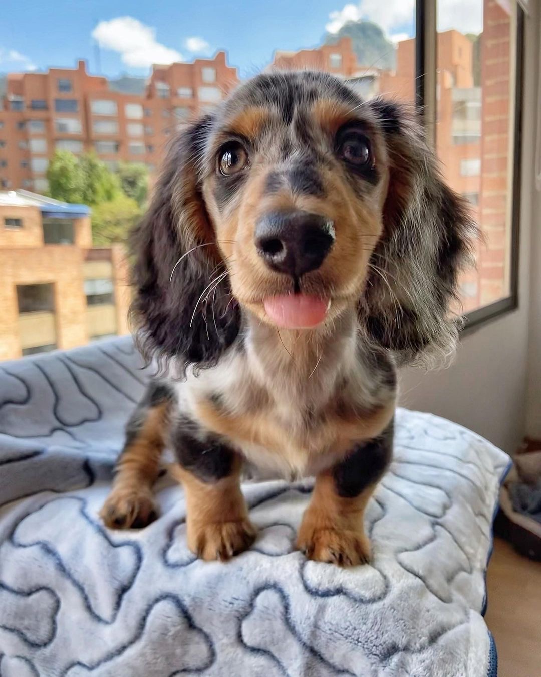 Marley Male Marley (Macho) - Imagen 1