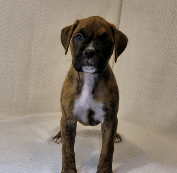 Mia Female (3) Mia Mia (Hembra) - Imagen 1