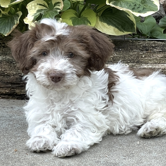 Milk Chocolate Female (1) Milk Chocolate (Hembra) - Imagen 1