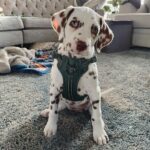 Millie (Millie (Hembra)