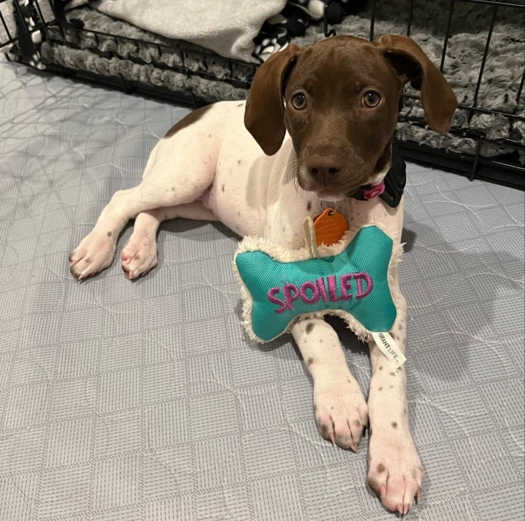 Prisca Female Prisca (Hembra) - Imagen 1