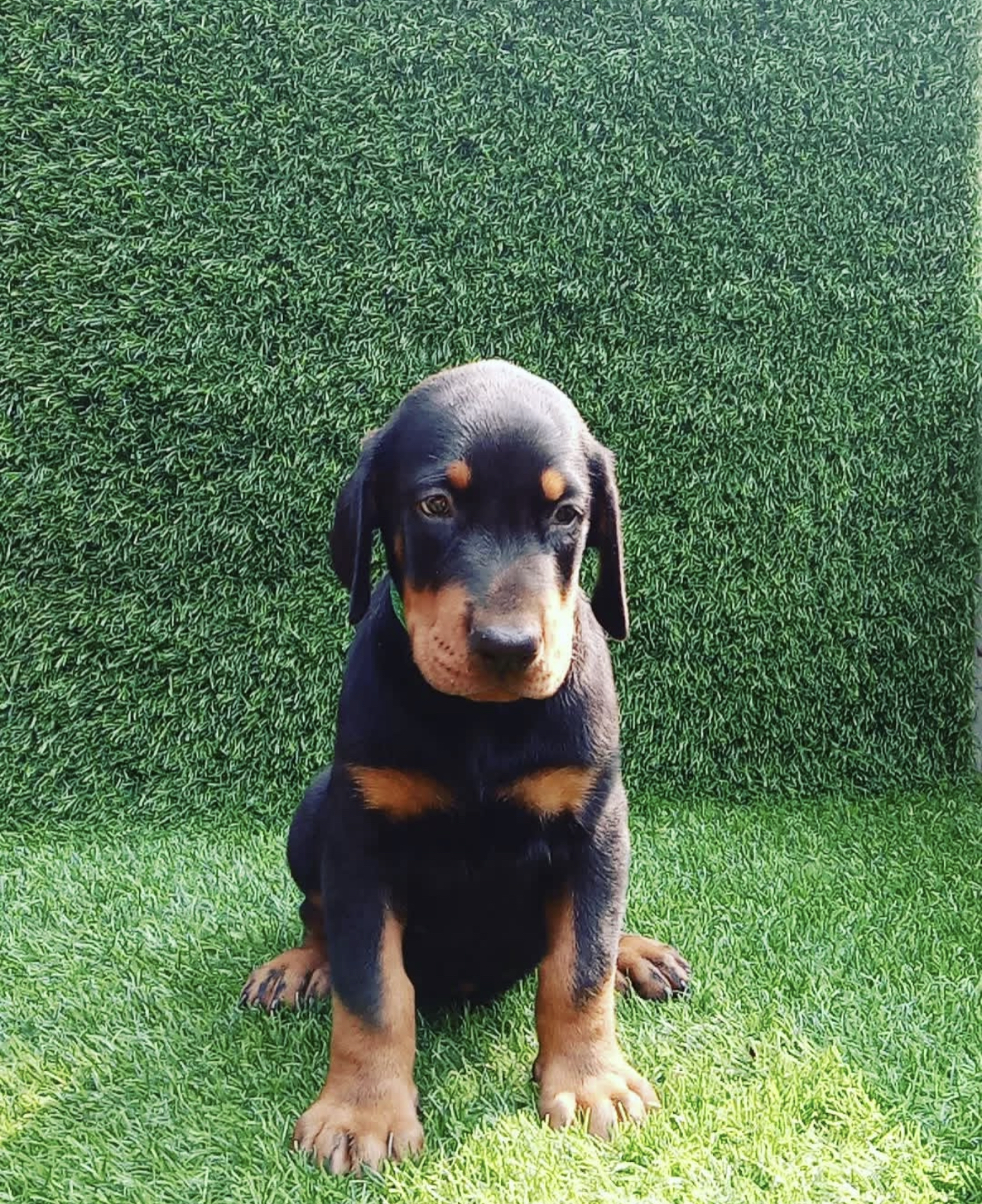 Rana. Female Rana (Rana (Hembra) - Imagen 1