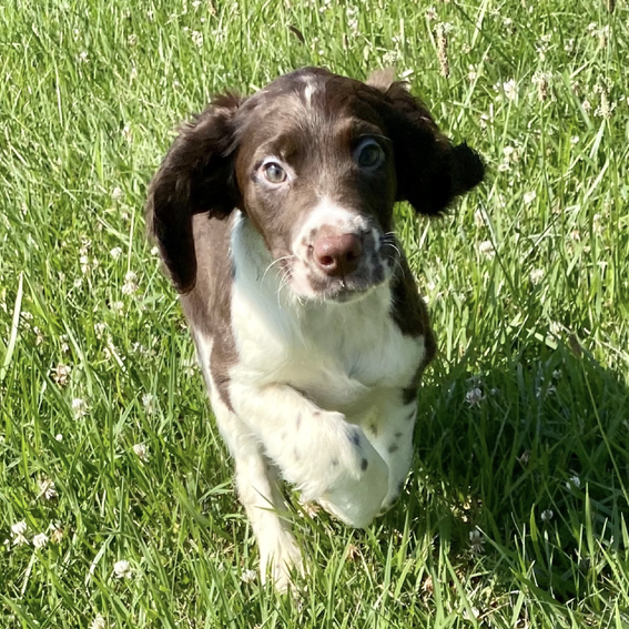 Rio Male (3) Rio (Macho) - Imagen 1