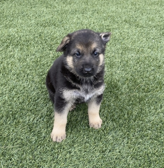 Rocky Male (3) Rocky (Macho) - Imagen 1