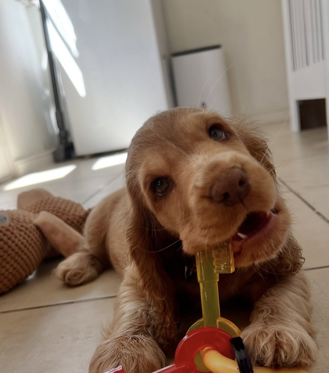 Rosa. Female Rosa (Hembra) - Imagen 1