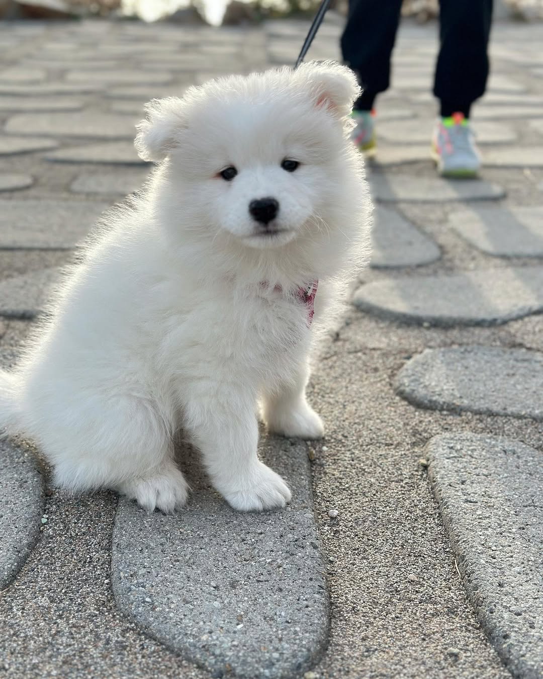 Rose. Female Rose (Hembra) - Imagen 1