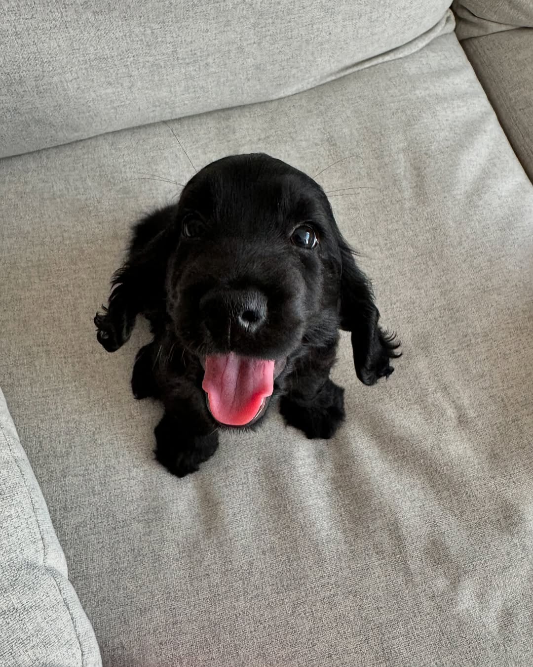 Rusty. Male Rusty (Macho) - Imagen 1