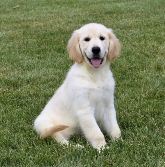 Samuel Male (1) Samuel (Macho) - Imagen 1