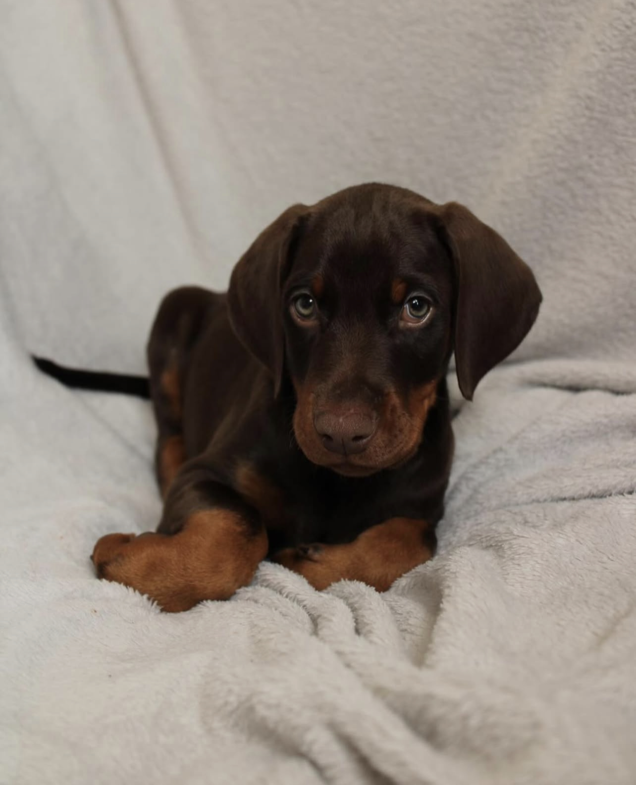 Sonny Male Sonny (Macho) - Imagen 1