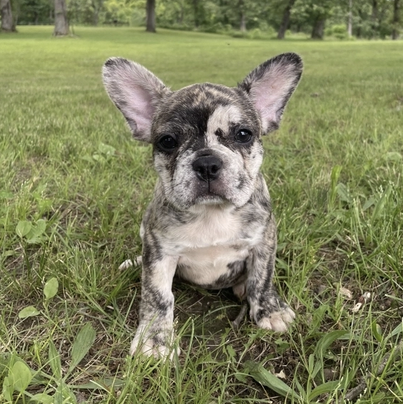 Stella Female (3) Stella (Hembra) - Imagen 1