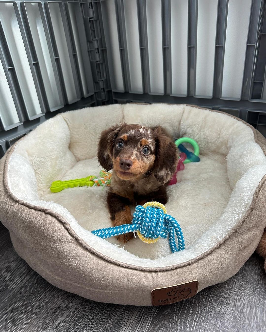 Talia Female Talia(Hembra) - Imagen 1