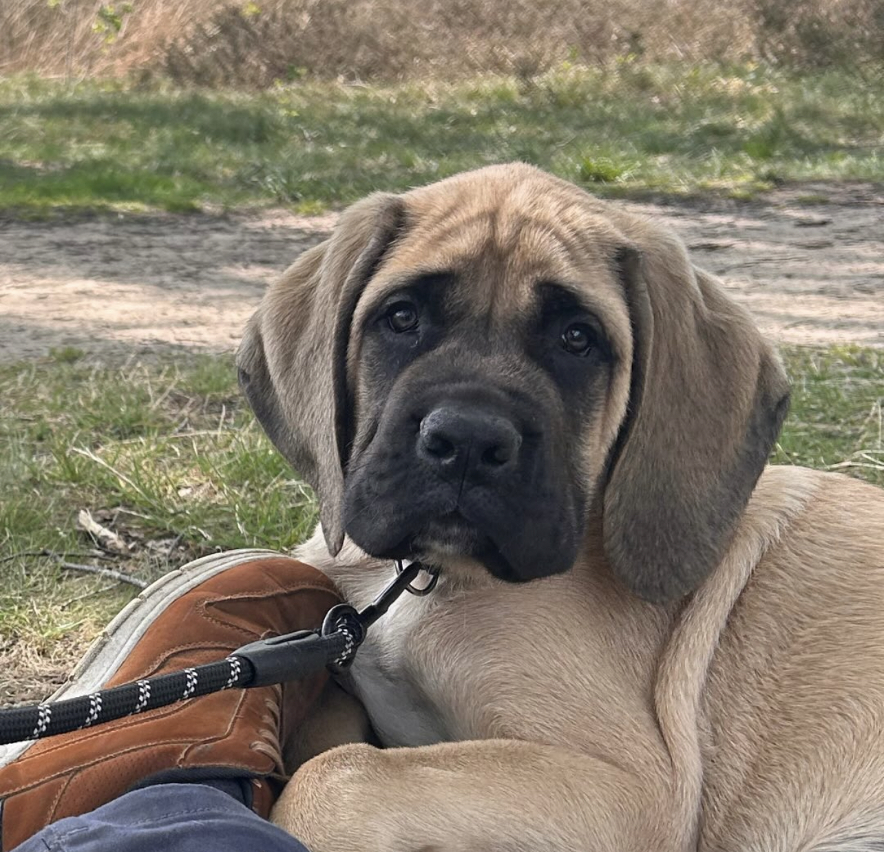 Thiago. Male Thiago (Macho) - Imagen 1