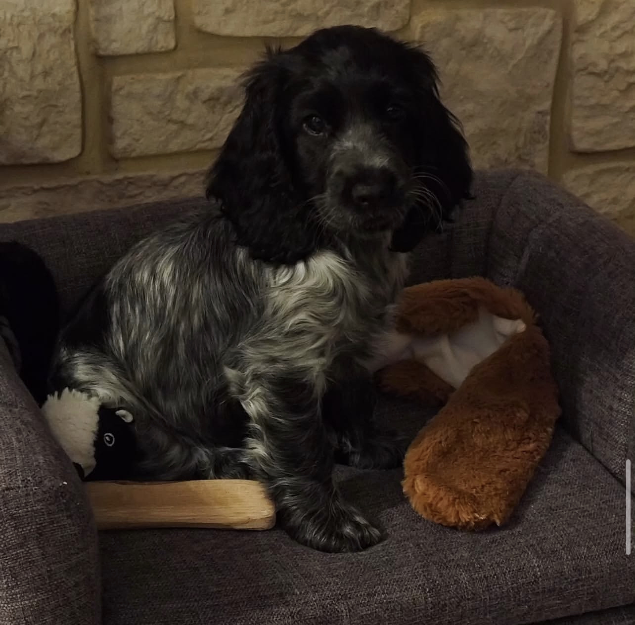 Tito. Male Tito. (Macho) - Imagen 1