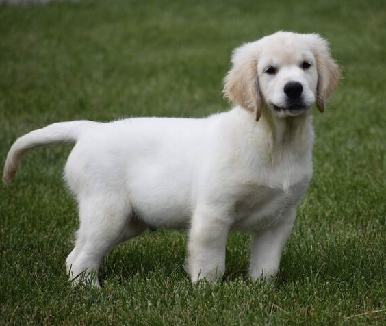 Titus Male (1) Titus (Macho) - Imagen 1