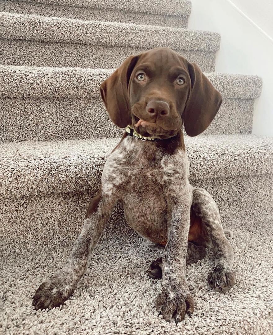 Toby Male Toby (Macho) - Imagen 1