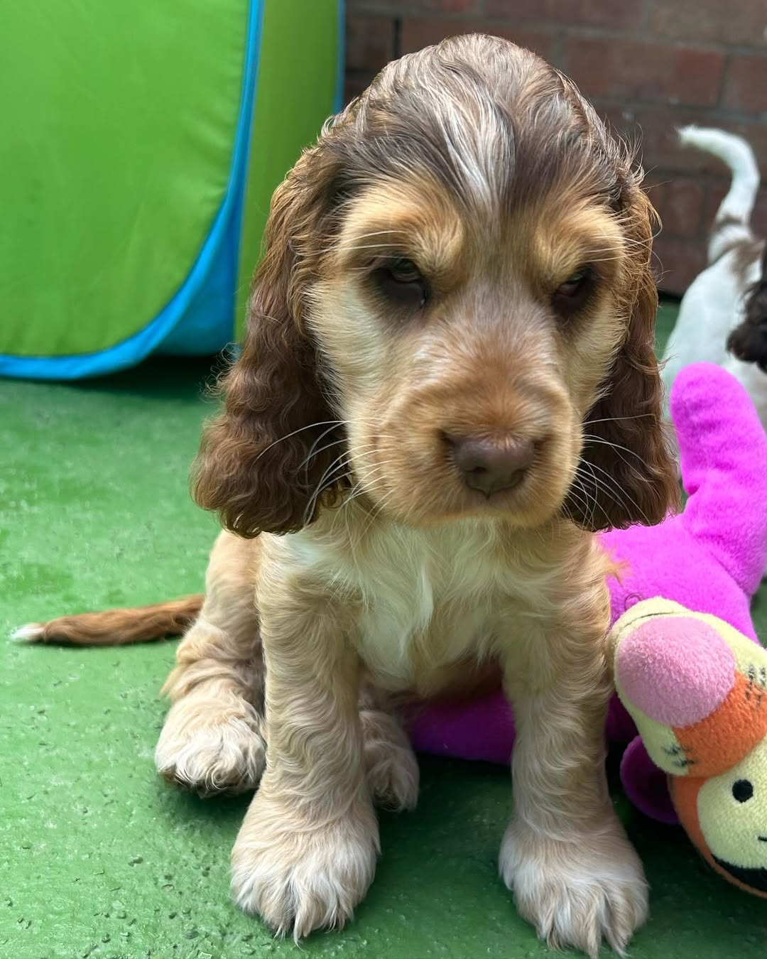 Toro. Male Toro (Macho) - Imagen 1